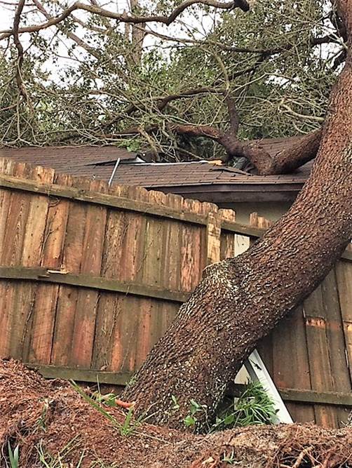 Hurricane Michael damage-tree leaning on fence and house